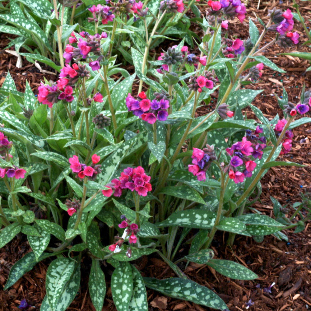 Pulmonaria longifolia 'Raspberry Splash'